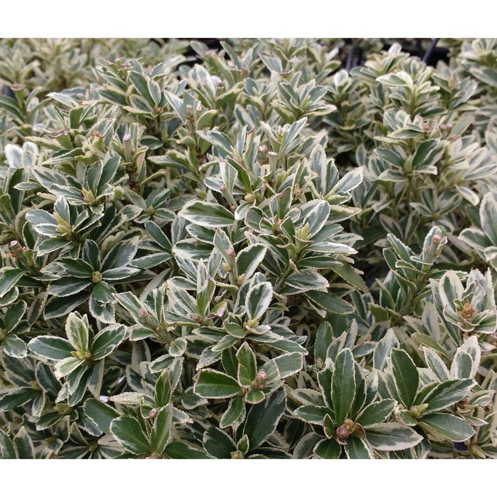 Salba Japoneza (Euonimus Albomarginatus)