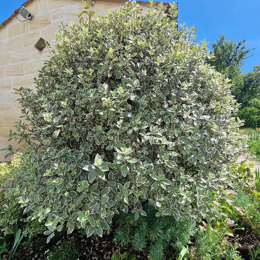 Salba Japoneza (Euonimus Albomarginatus)