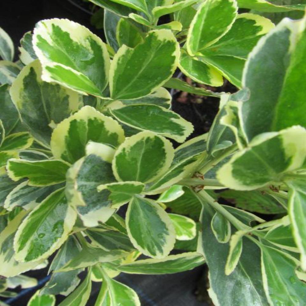 Salba Japoneza (Euonimus Albomarginatus)