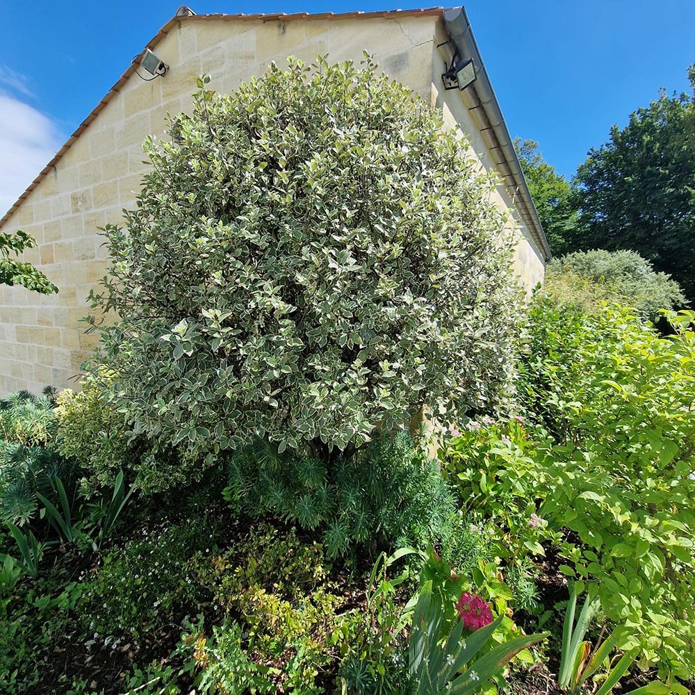 Salba Japoneza Euonimus Bravo