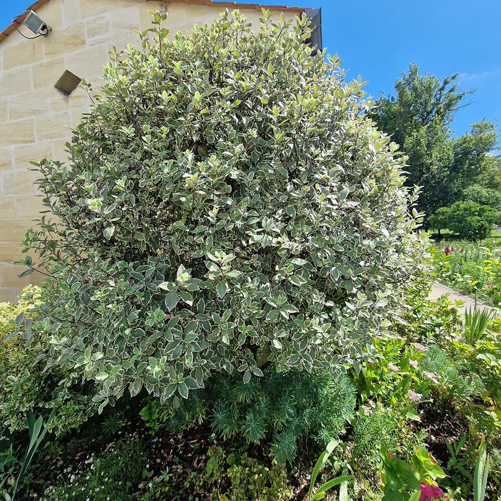 Salba Japoneza Euonimus Bravo