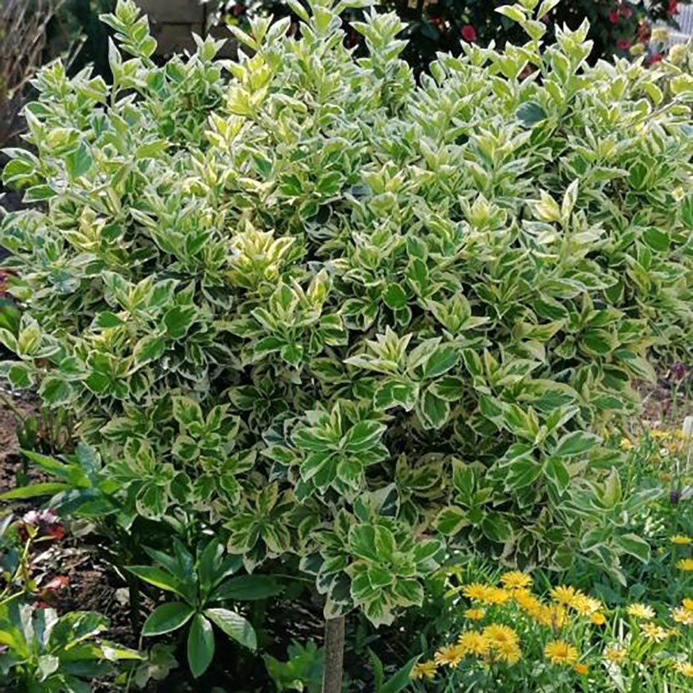 Salba Japoneza Euonimus Bravo - Tip Copac