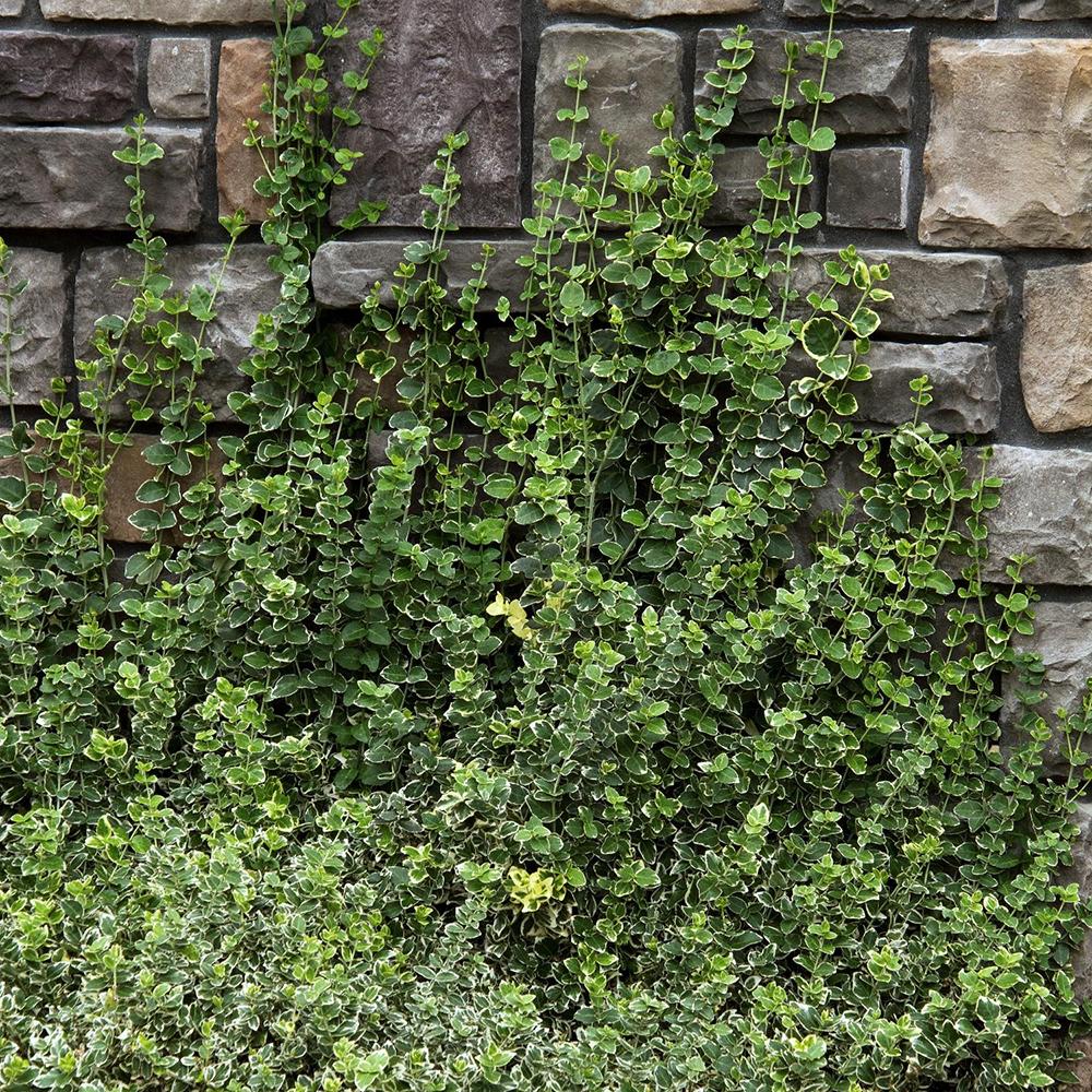 Salba Japoneza Euonimus Emeralds Gaiety