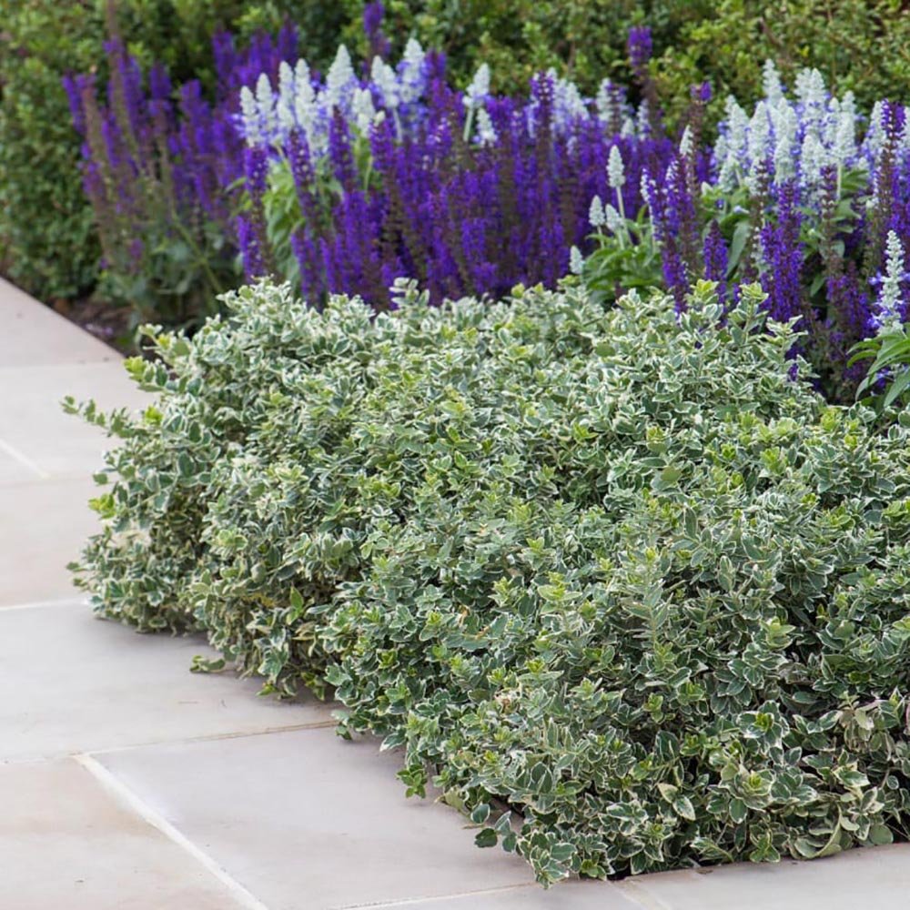 Salba Japoneza Euonimus Emeralds Gaiety