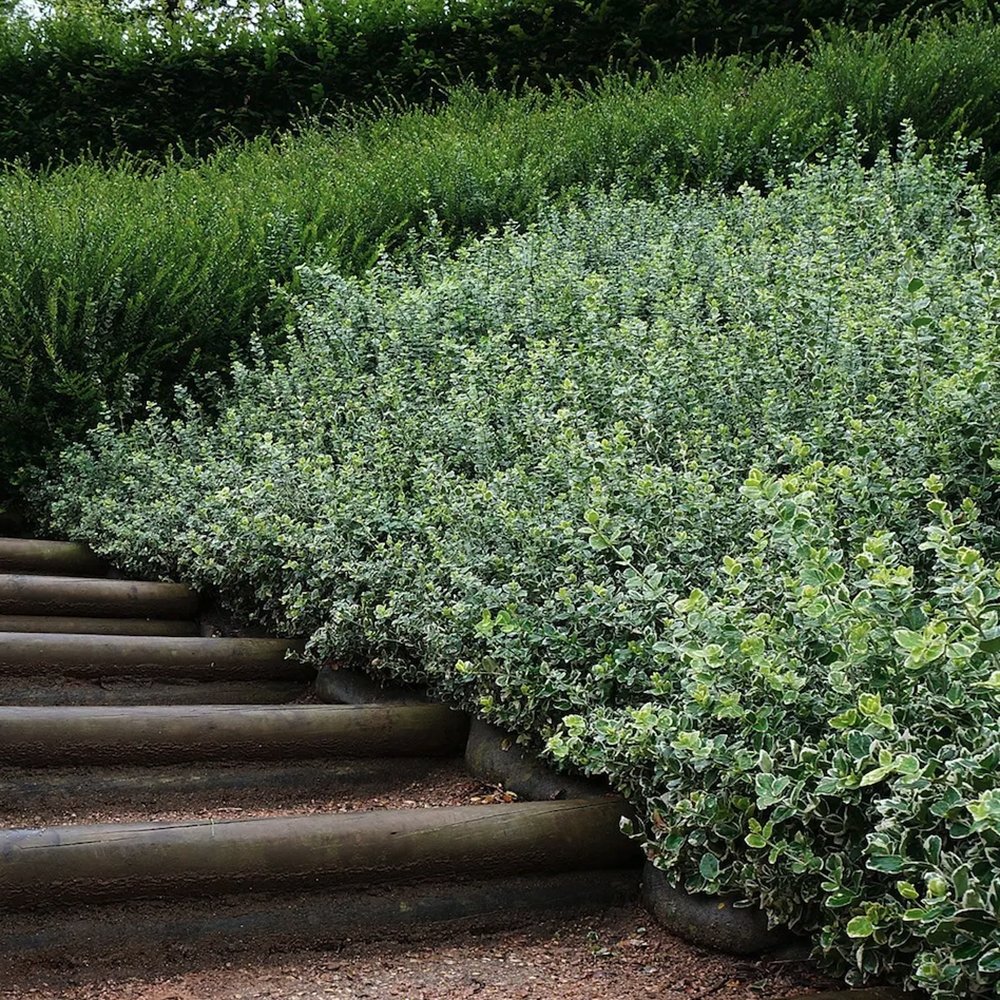 Salba Japoneza Euonimus Emeralds Gaiety