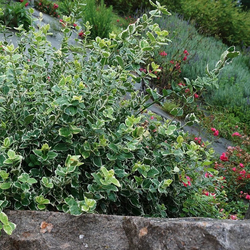 Salba Japoneza Euonimus Emeralds Gaiety