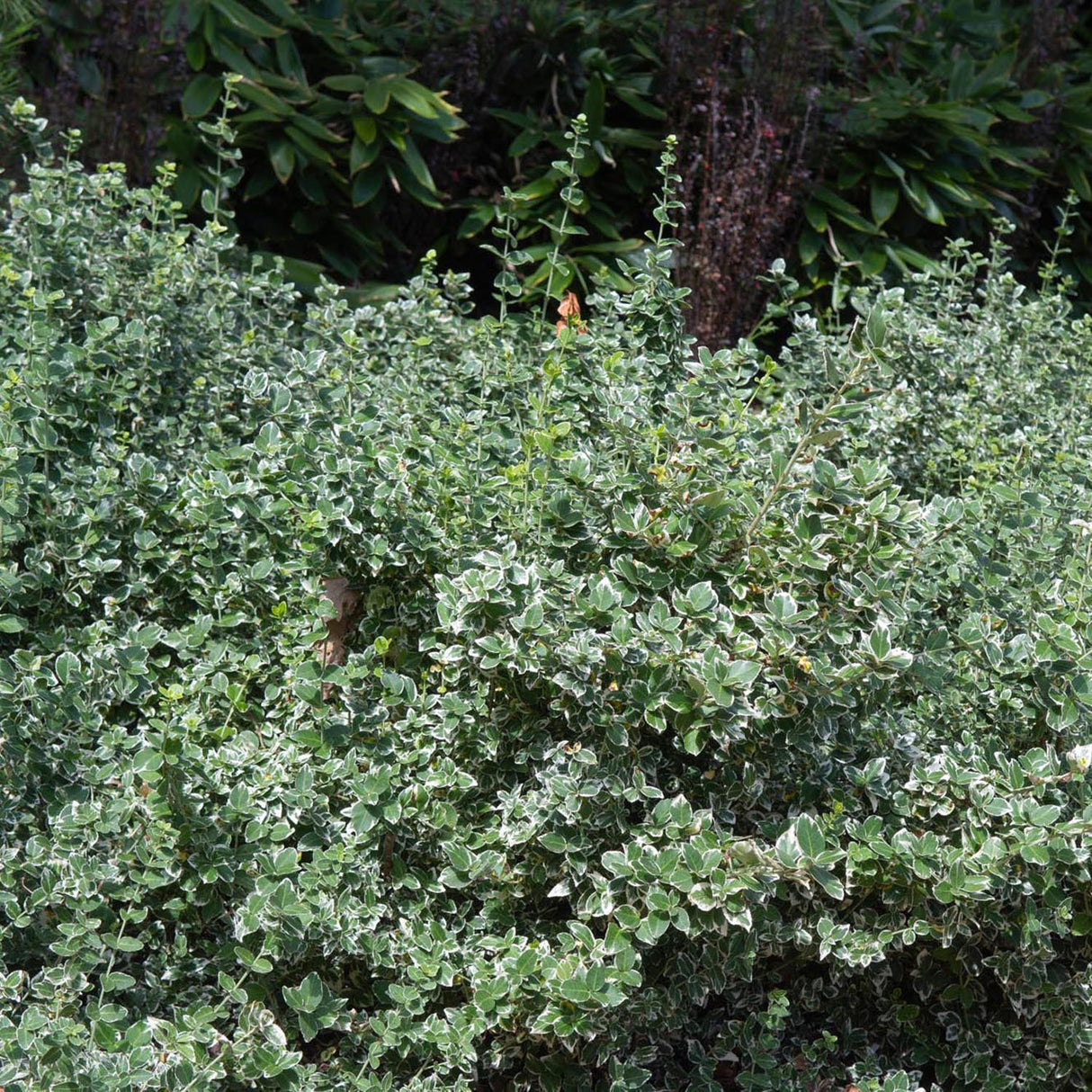 Salba Japoneza Euonimus Emeralds Gaiety