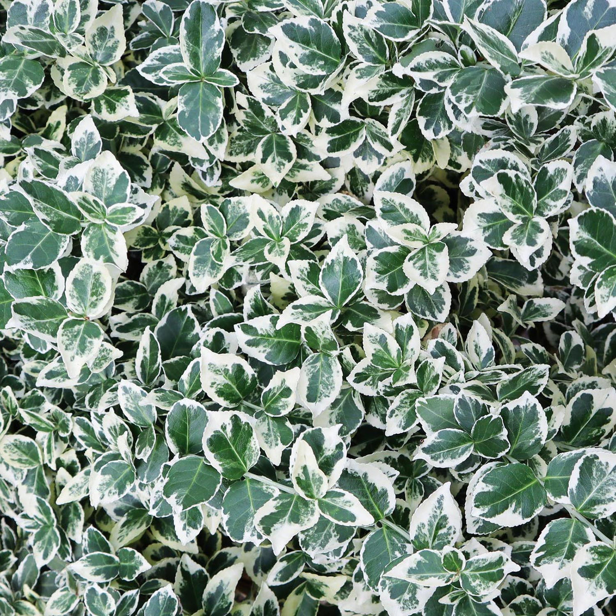 Salba Japoneza Euonimus Emeralds Gaiety