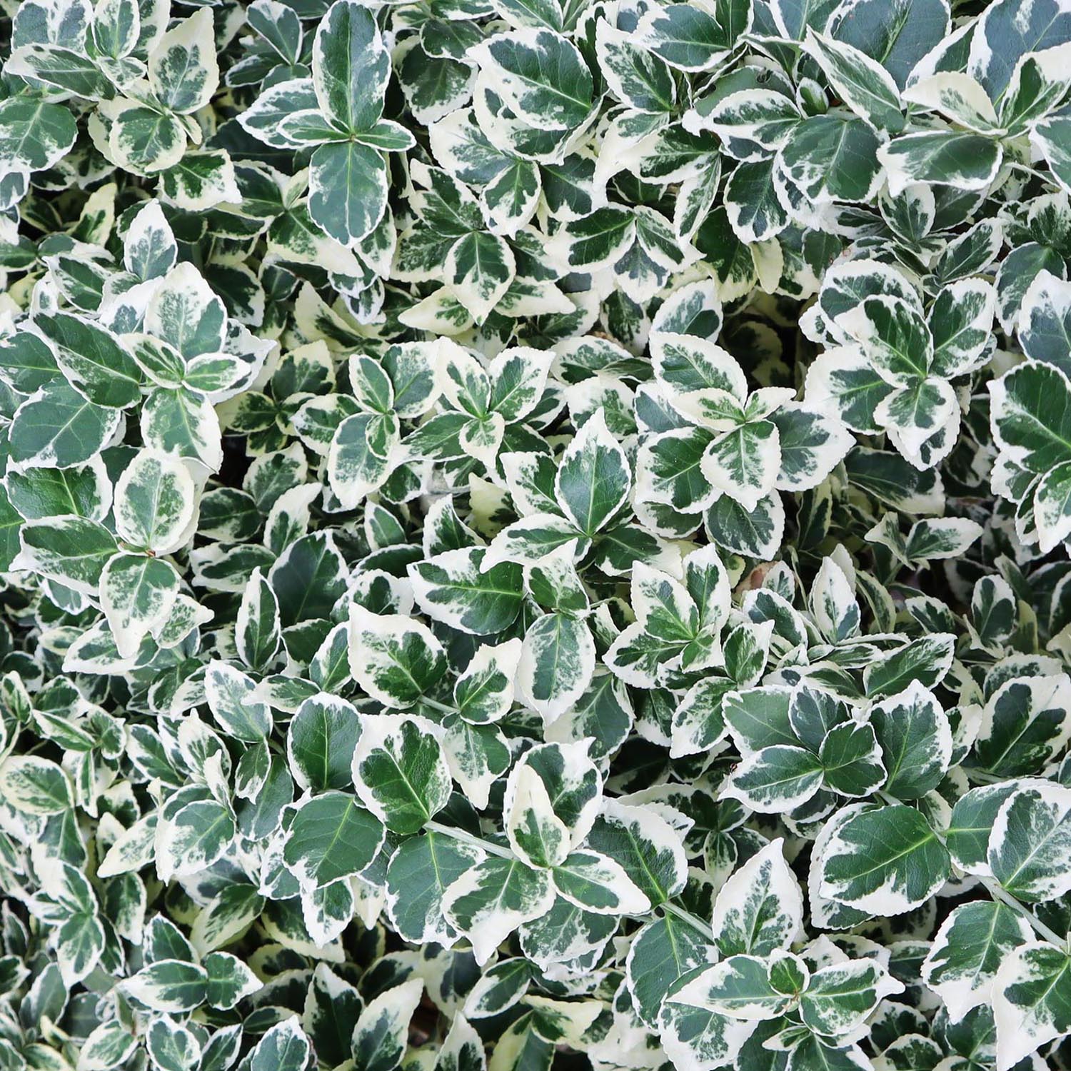 Salba Japoneza Euonimus Emeralds Gaiety