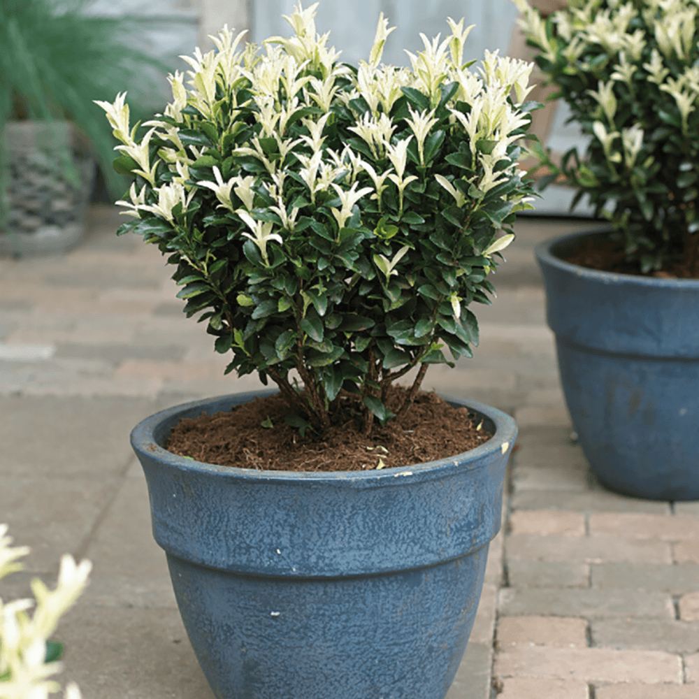 Salba Japoneza Euonimus Extravaganza