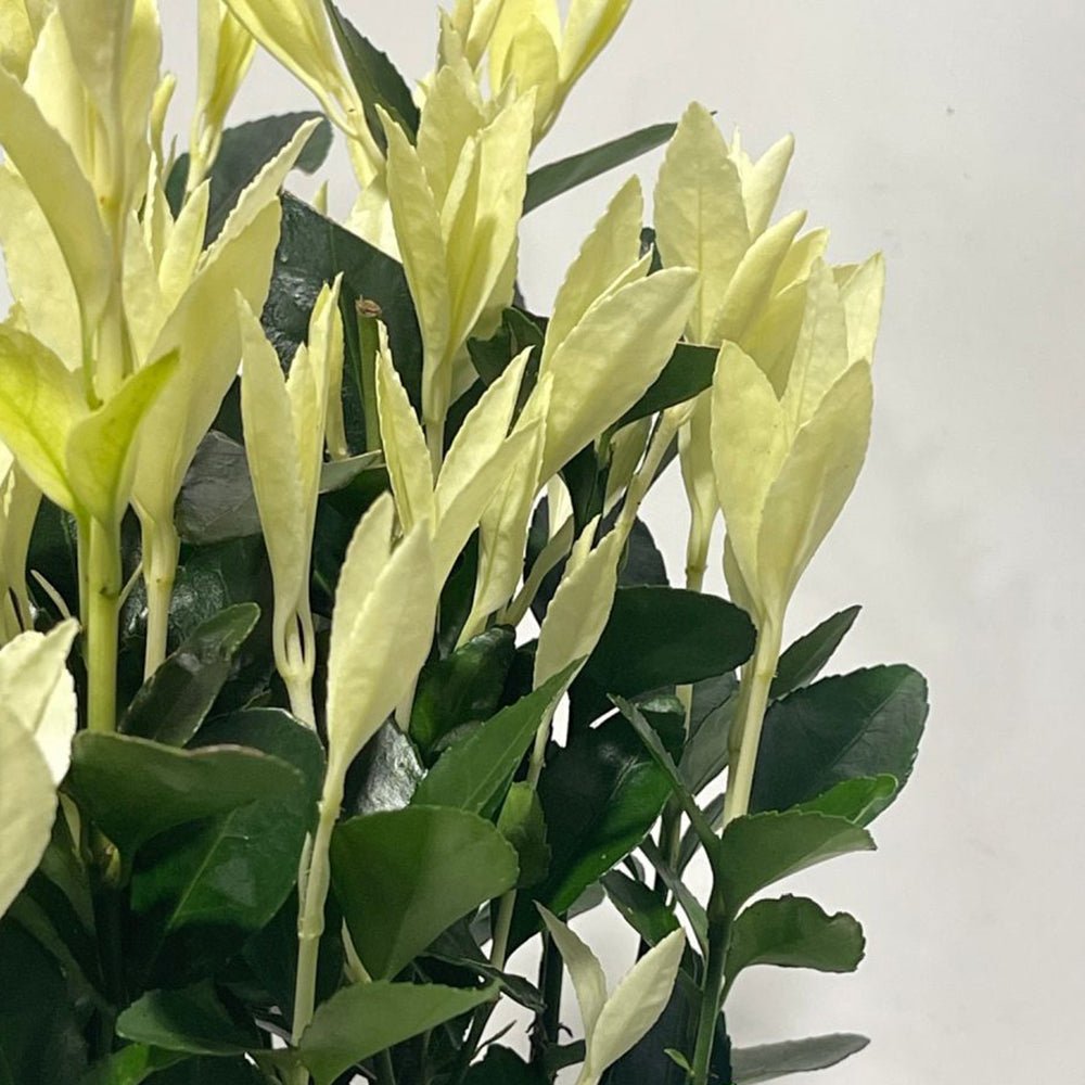 Salba Japoneza Euonimus Extravaganza