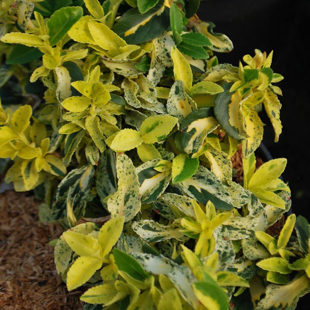 Salba Japoneza Euonimus Golden Harlequin