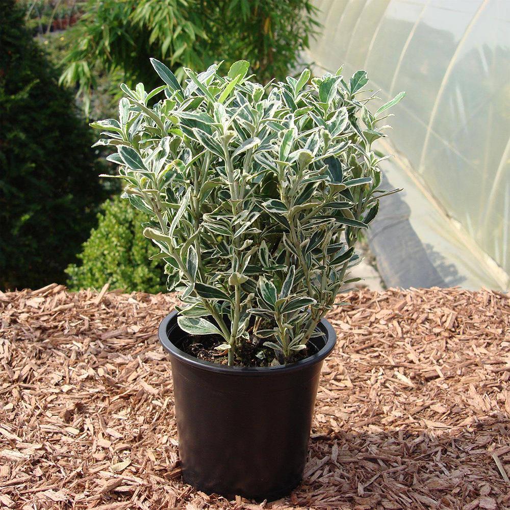 Salba Japoneza Euonimus Gray Beauty