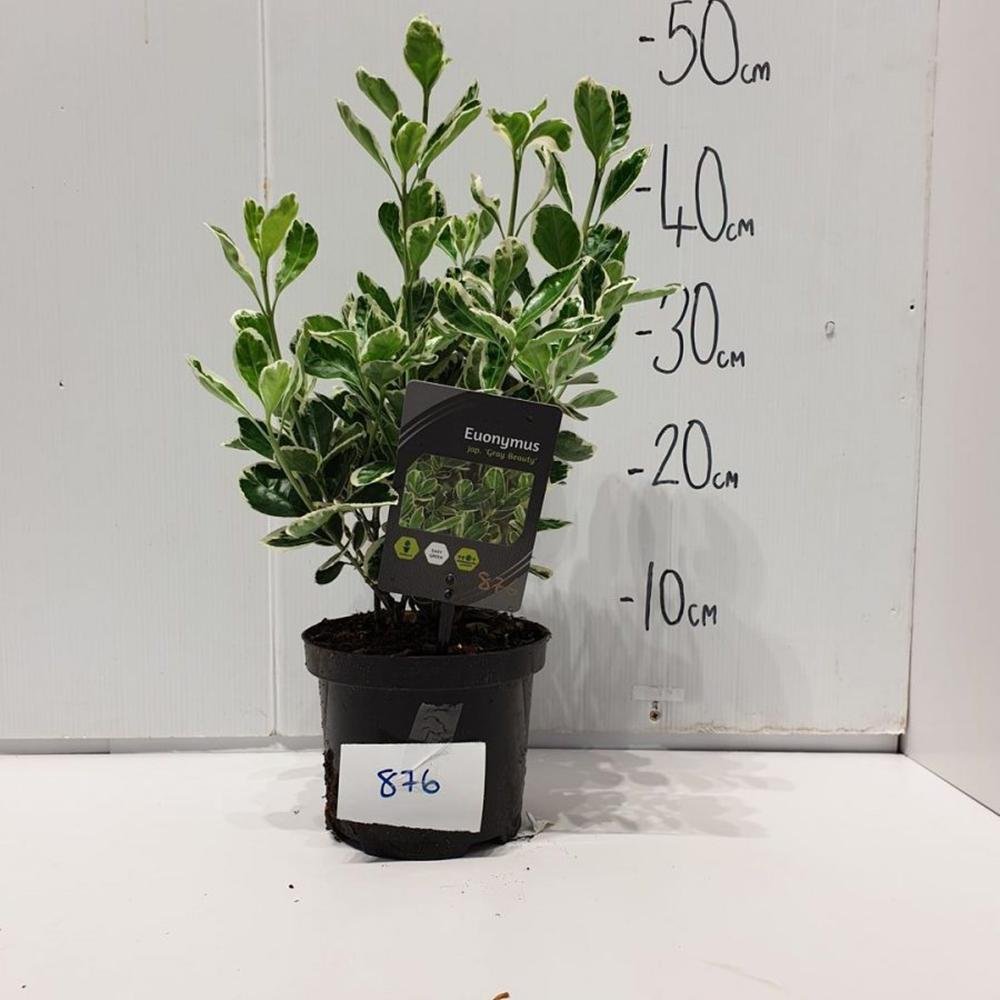 Salba Japoneza Euonimus Gray Beauty
