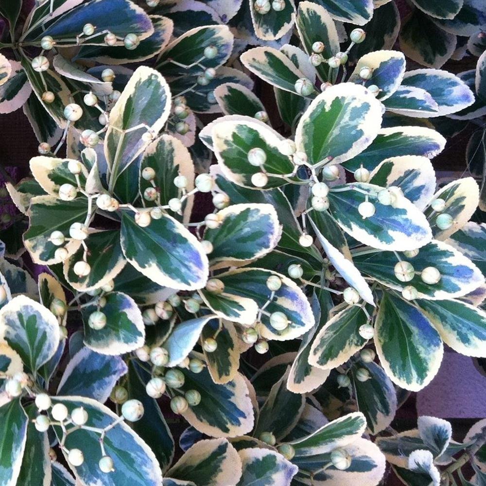 Salba Japoneza Euonimus Gray Beauty