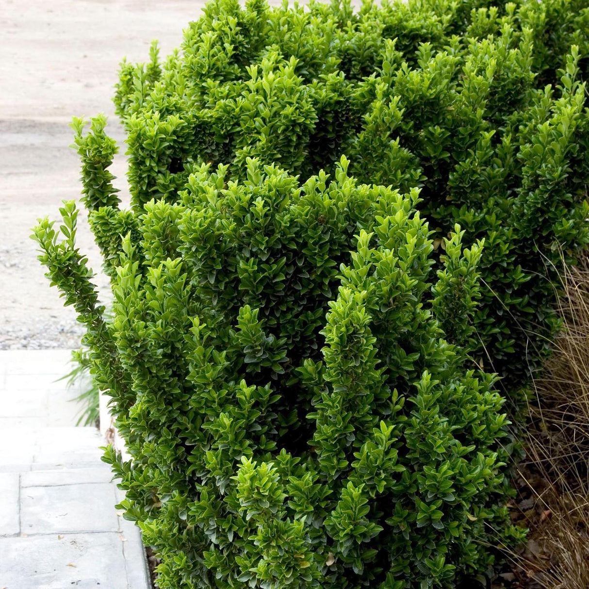 Salba Japoneza Euonimus Green Rocket