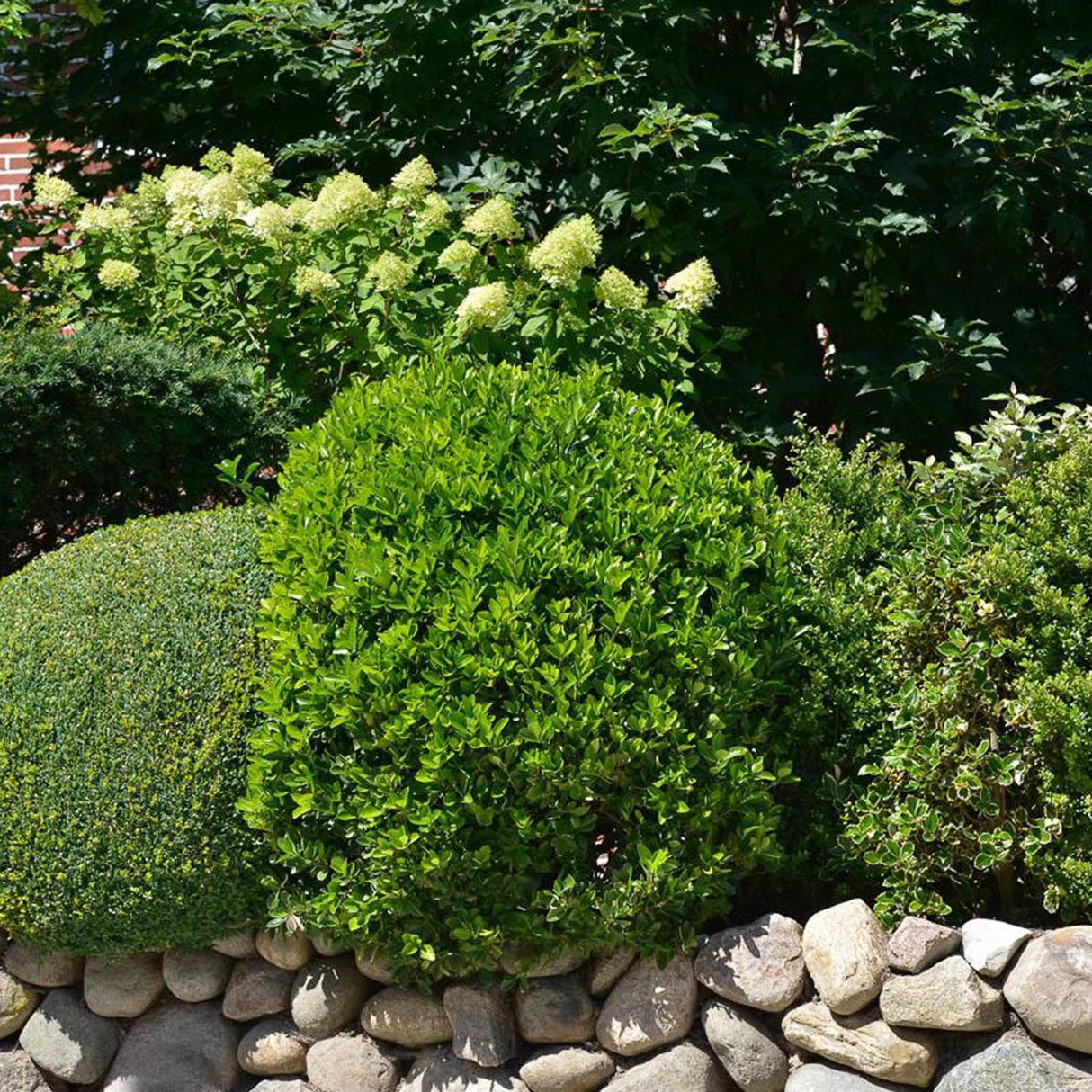 Salba Japoneza Euonimus Green Rocket