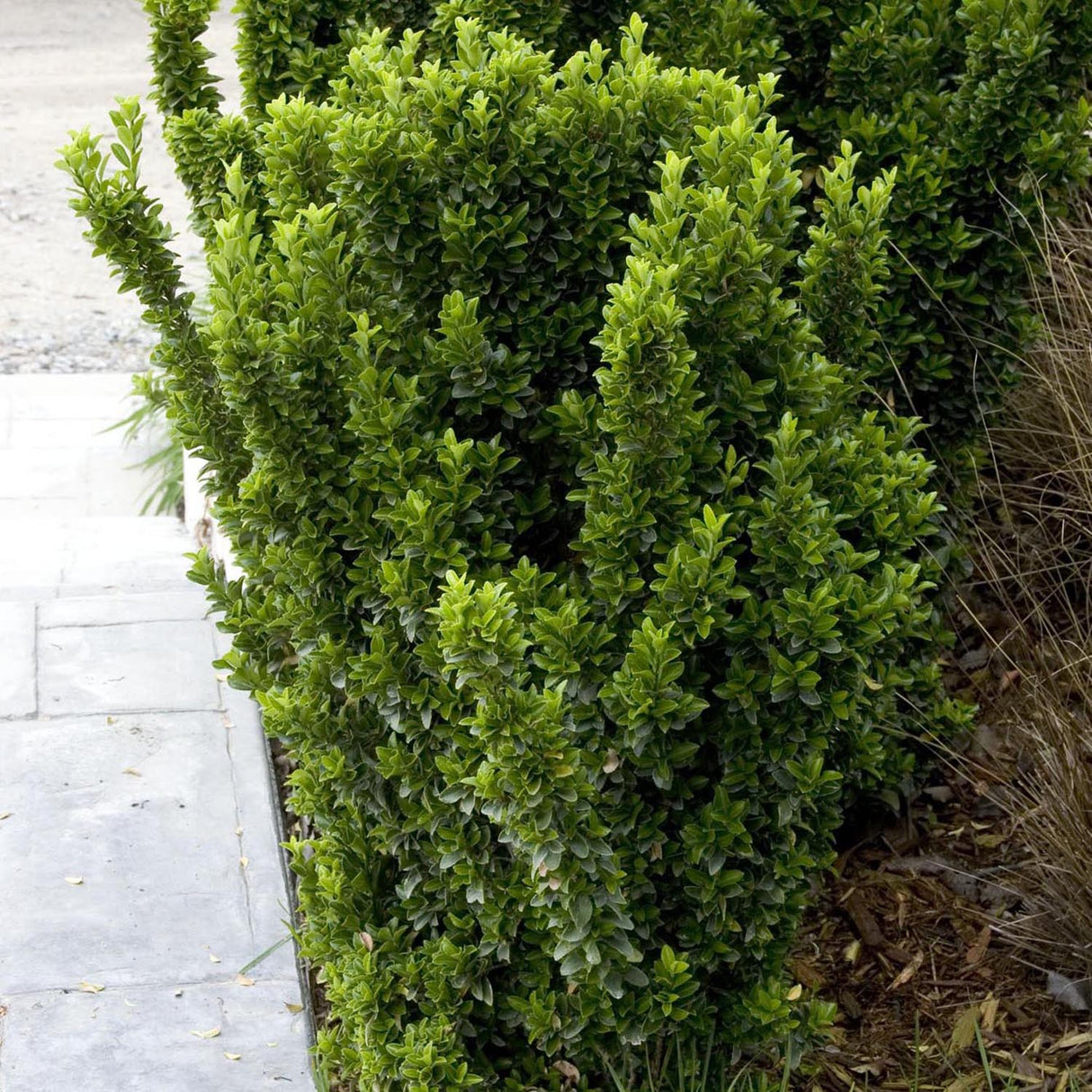 Salba Japoneza Euonimus Green Spire