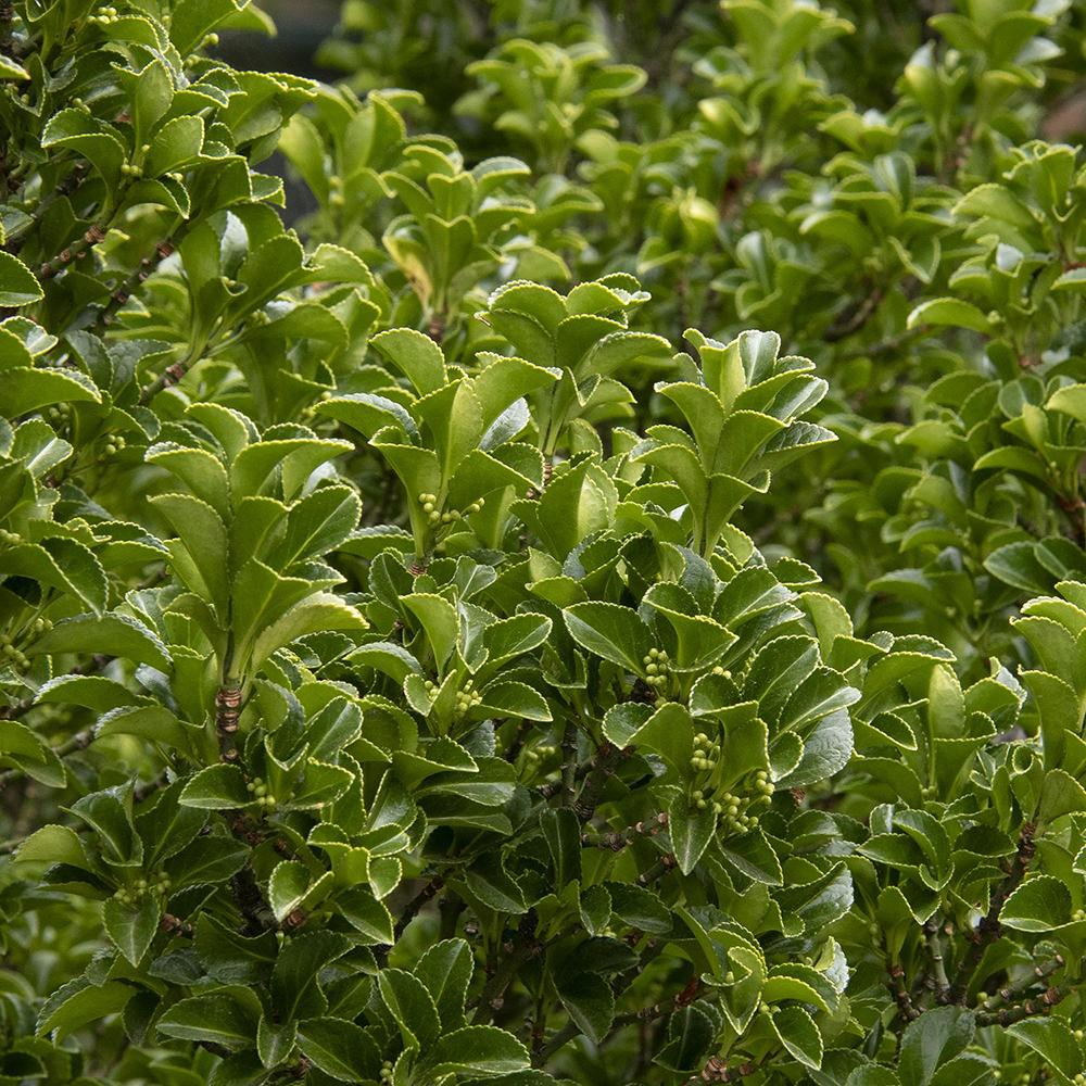 Salba Japoneza Euonimus Green Spire