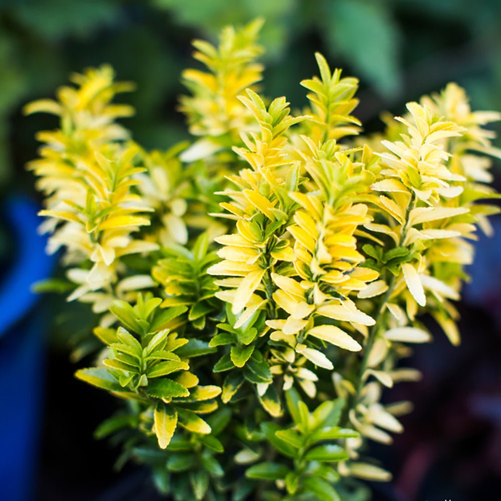 Salba Japoneza Euonimus Happiness