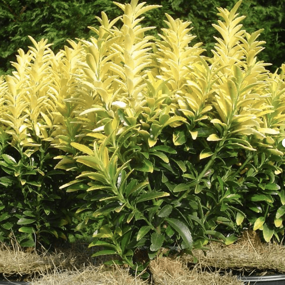 Salba Japoneza Euonimus Happiness