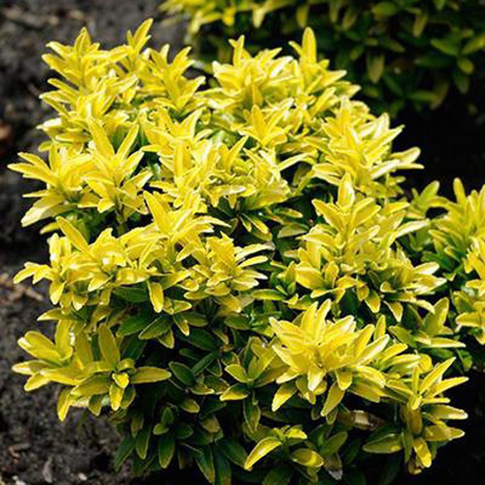 Salba Japoneza Euonimus Happiness