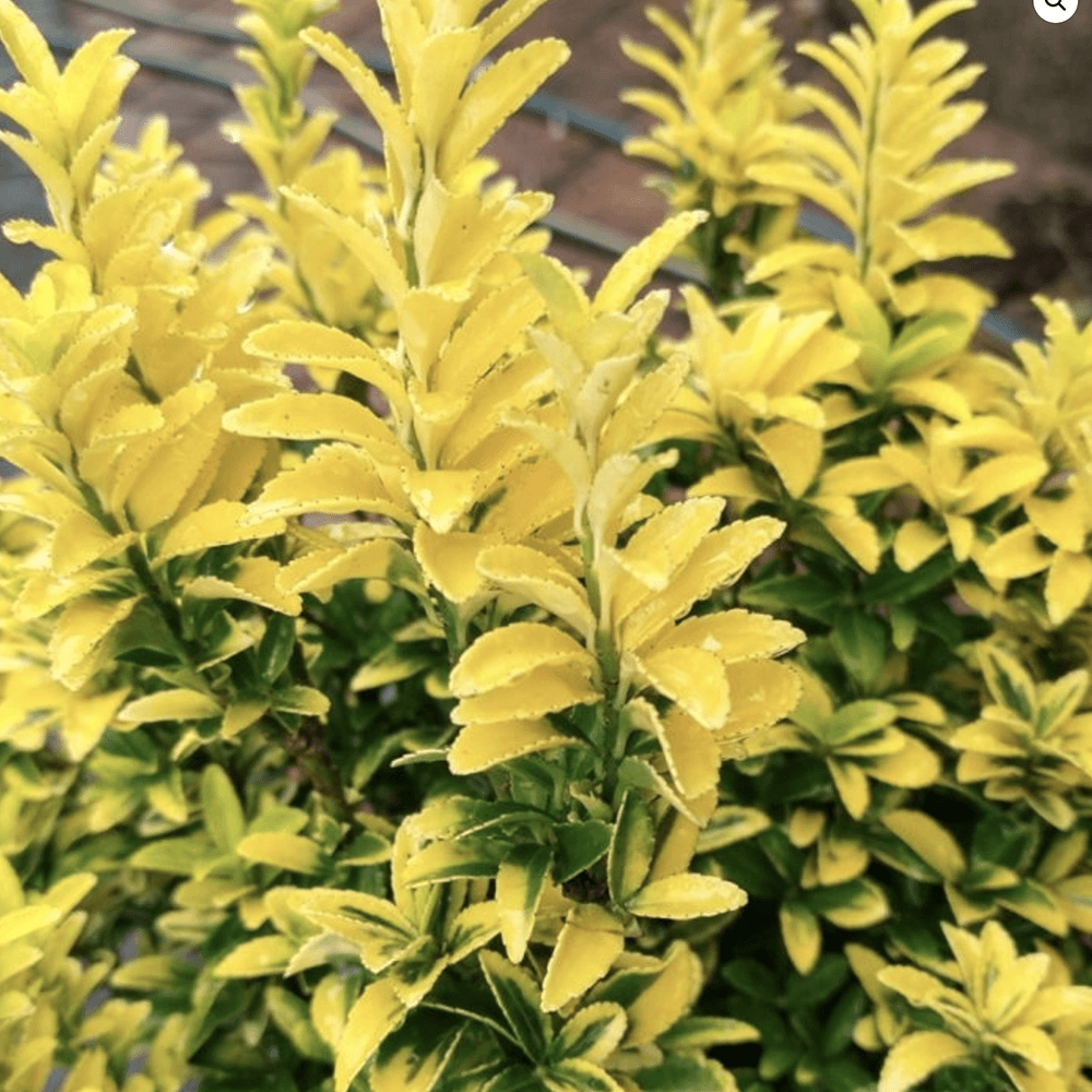 Salba Japoneza Euonimus Happiness