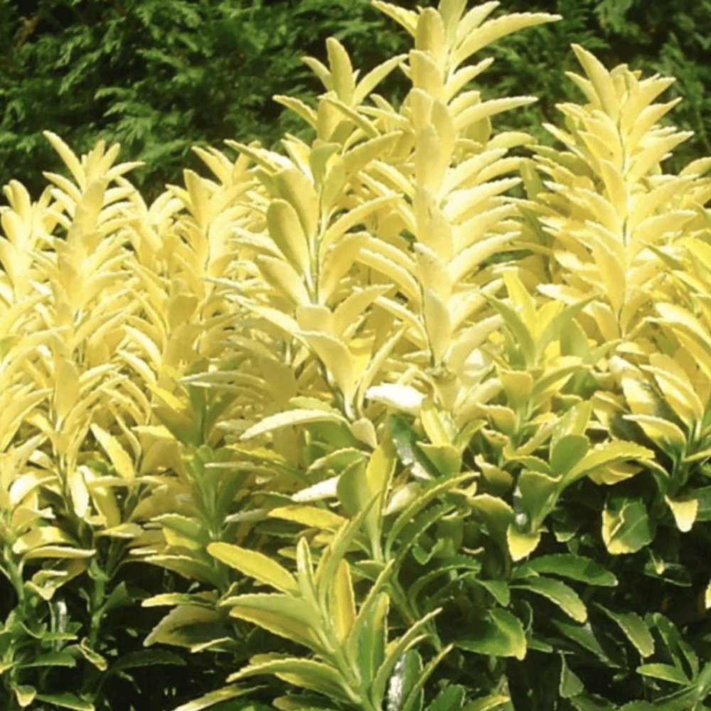 Salba Japoneza Euonimus Happiness