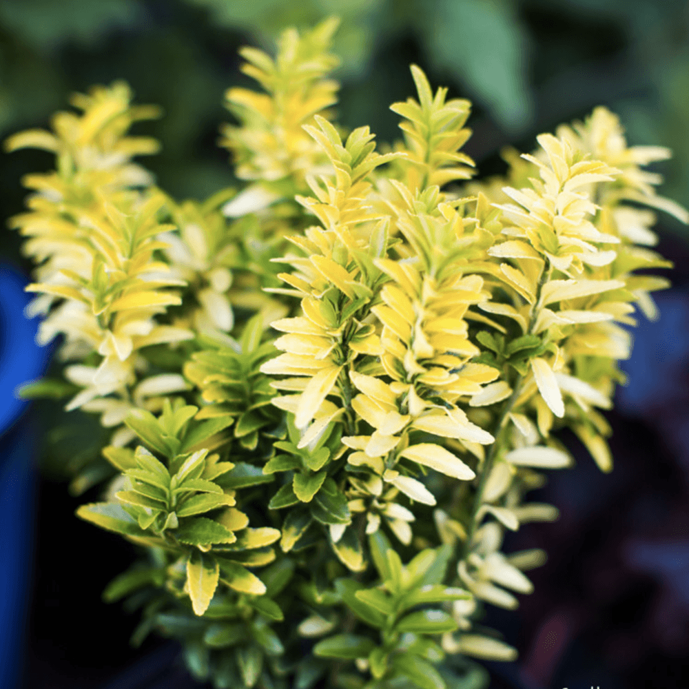 Salba Japoneza Euonimus Happiness