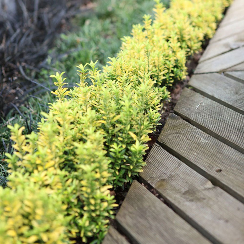 Salba Japoneza Euonimus Happiness