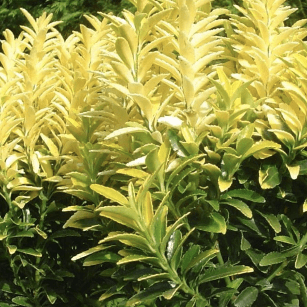 Salba Japoneza Euonimus Happiness