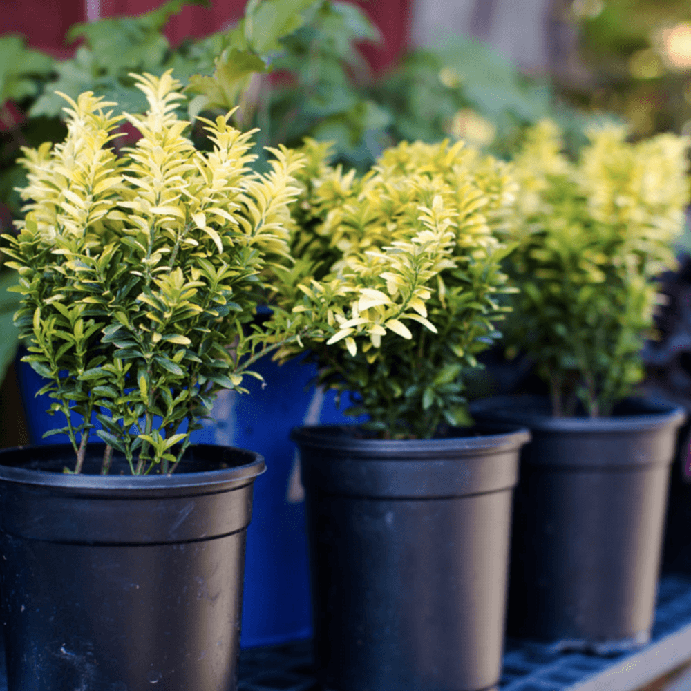 Salba Japoneza Euonimus Happiness