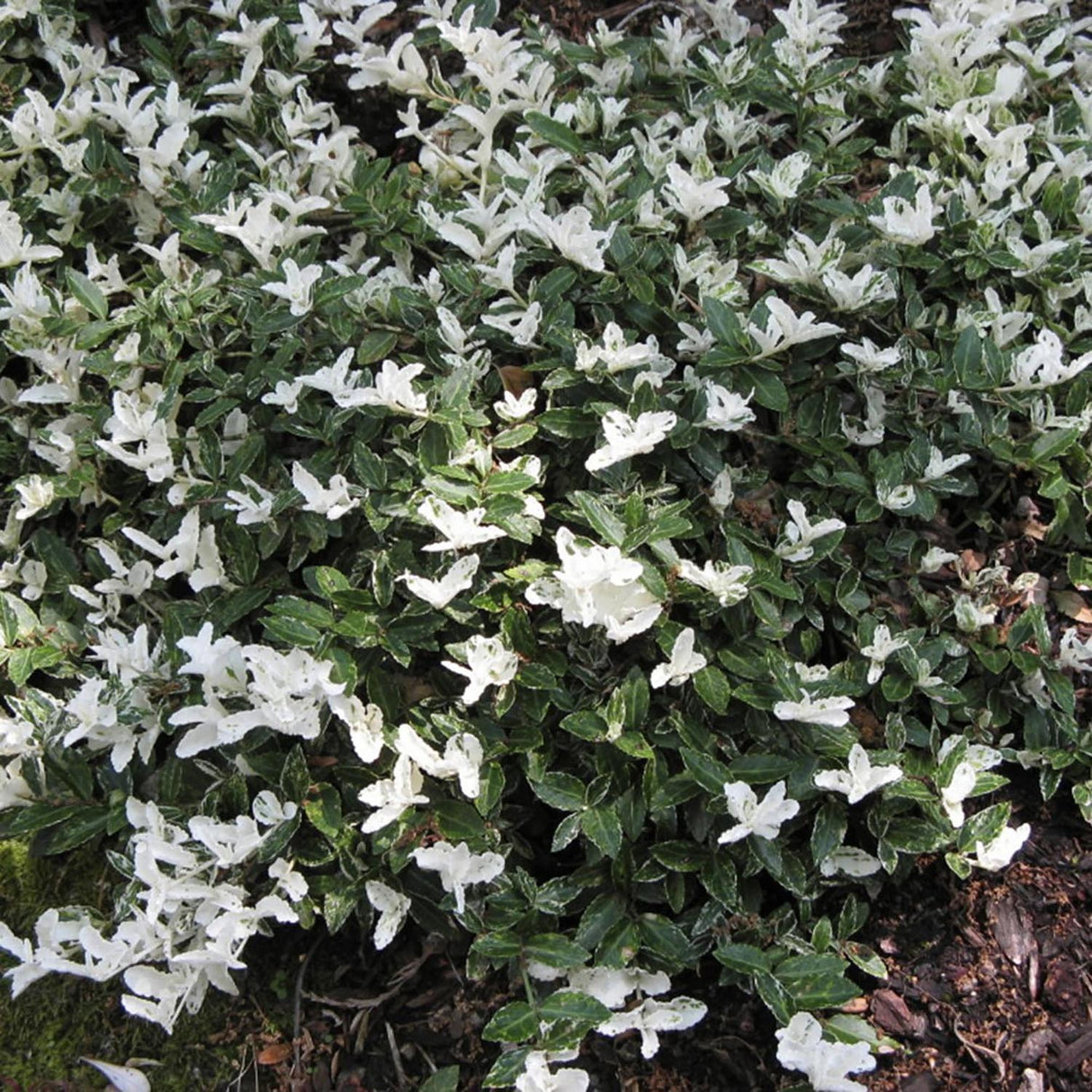 Salba Japoneza Euonimus Harlequin