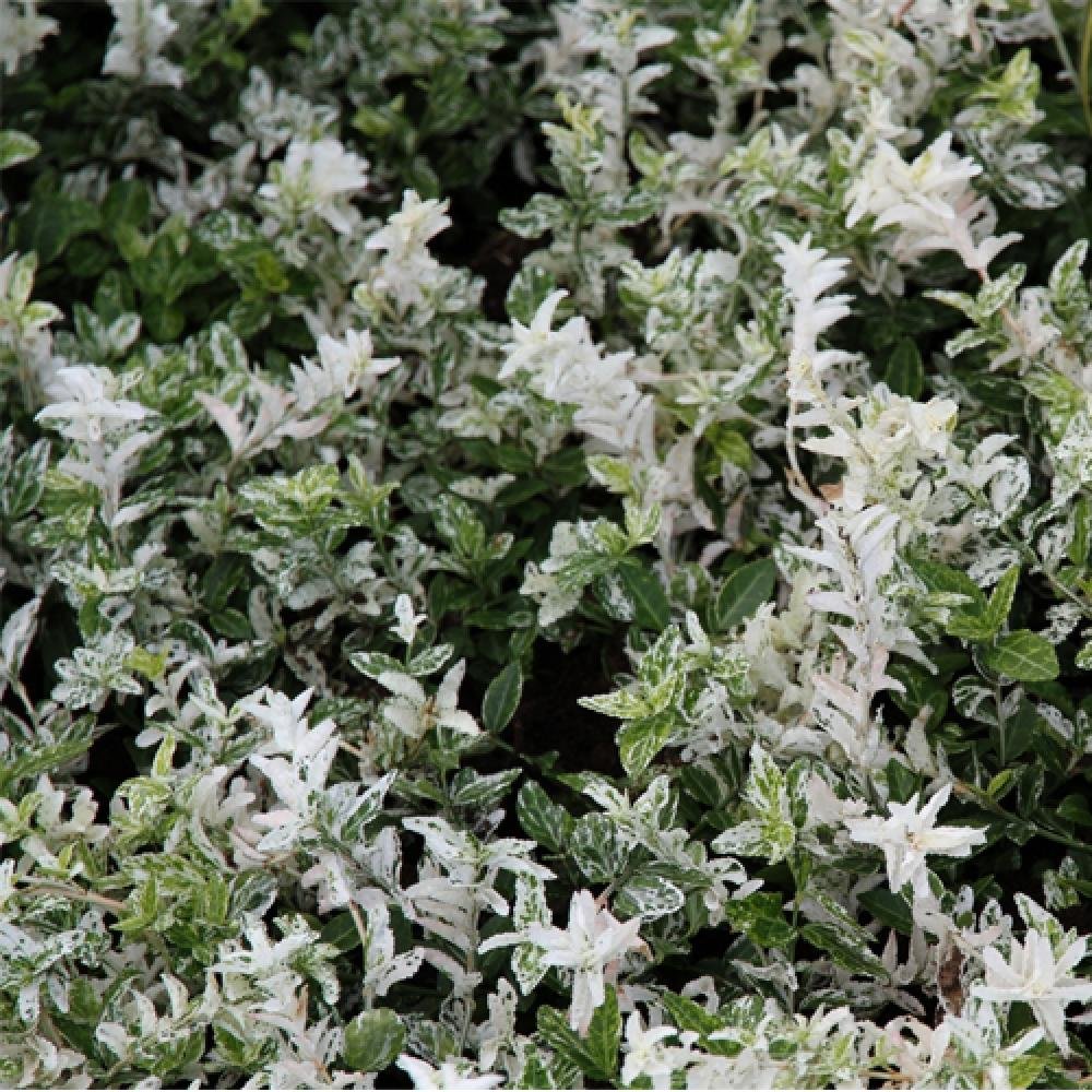 Salba Japoneza Euonimus Harlequin