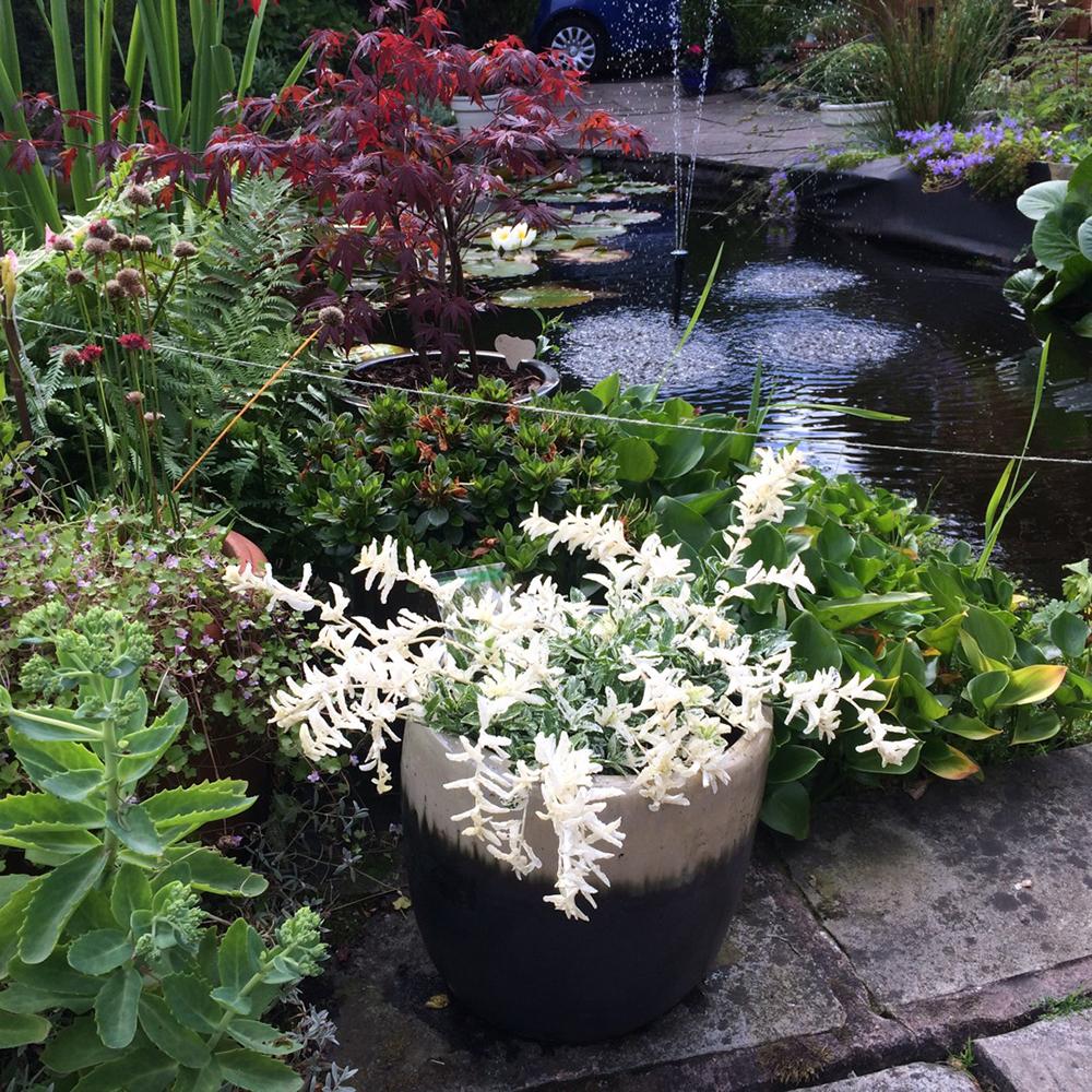 Salba Japoneza Euonimus Harlequin