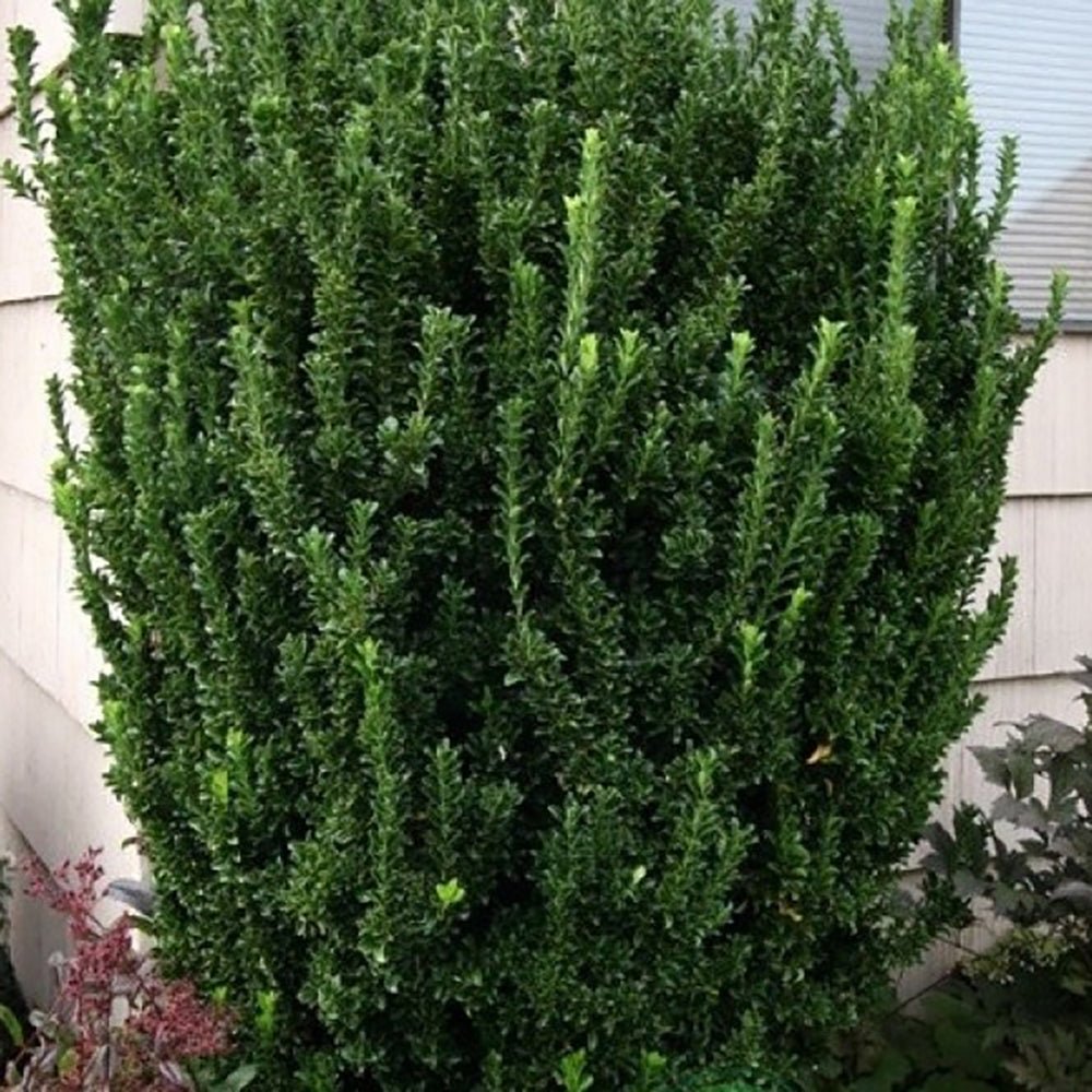 Salba Japoneza Euonimus Japonicus