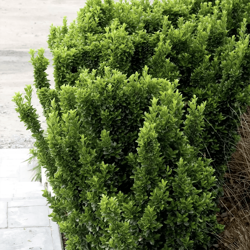 Salba Japoneza Euonimus Japonicus