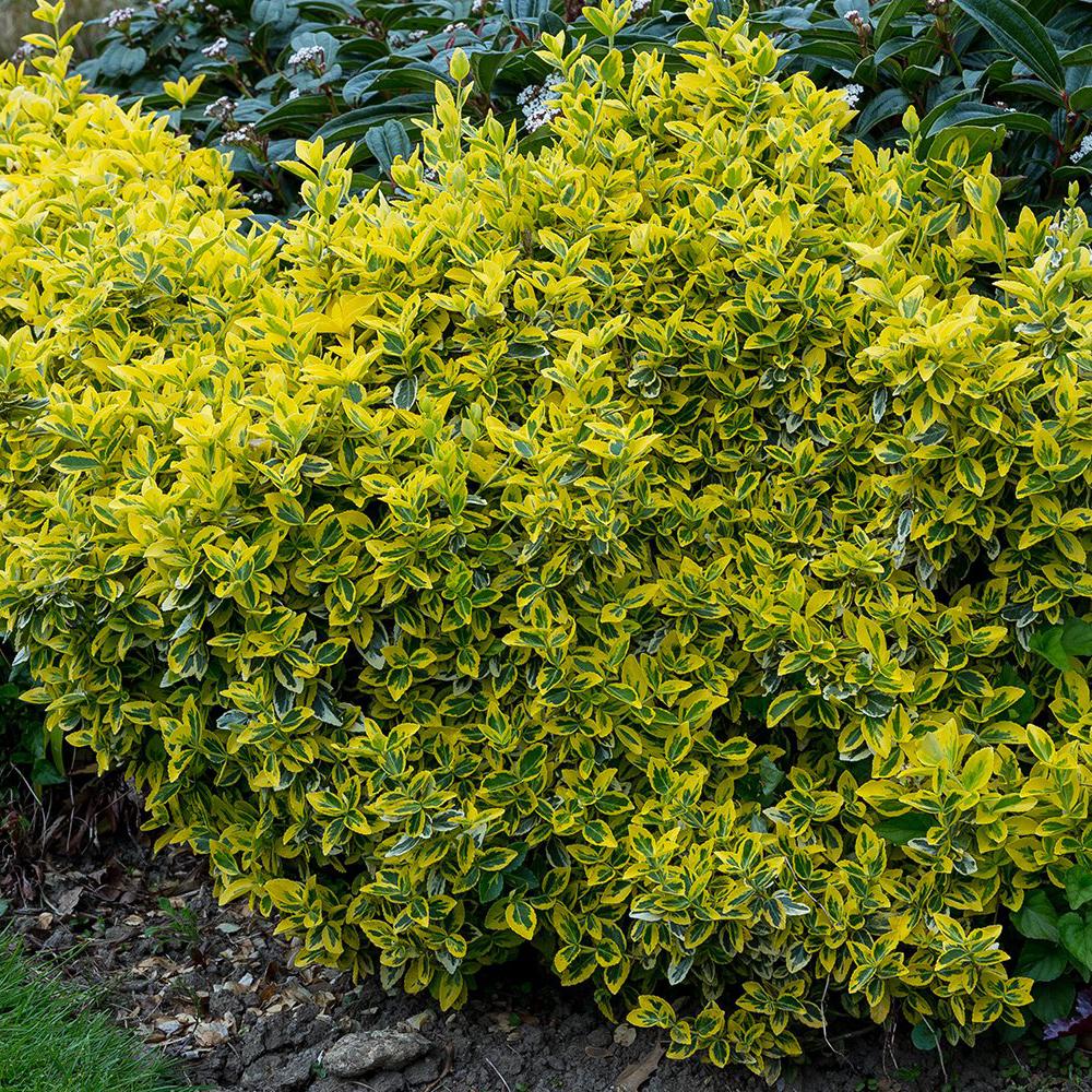 Salba Japoneza Euonimus Japonicus Aureus