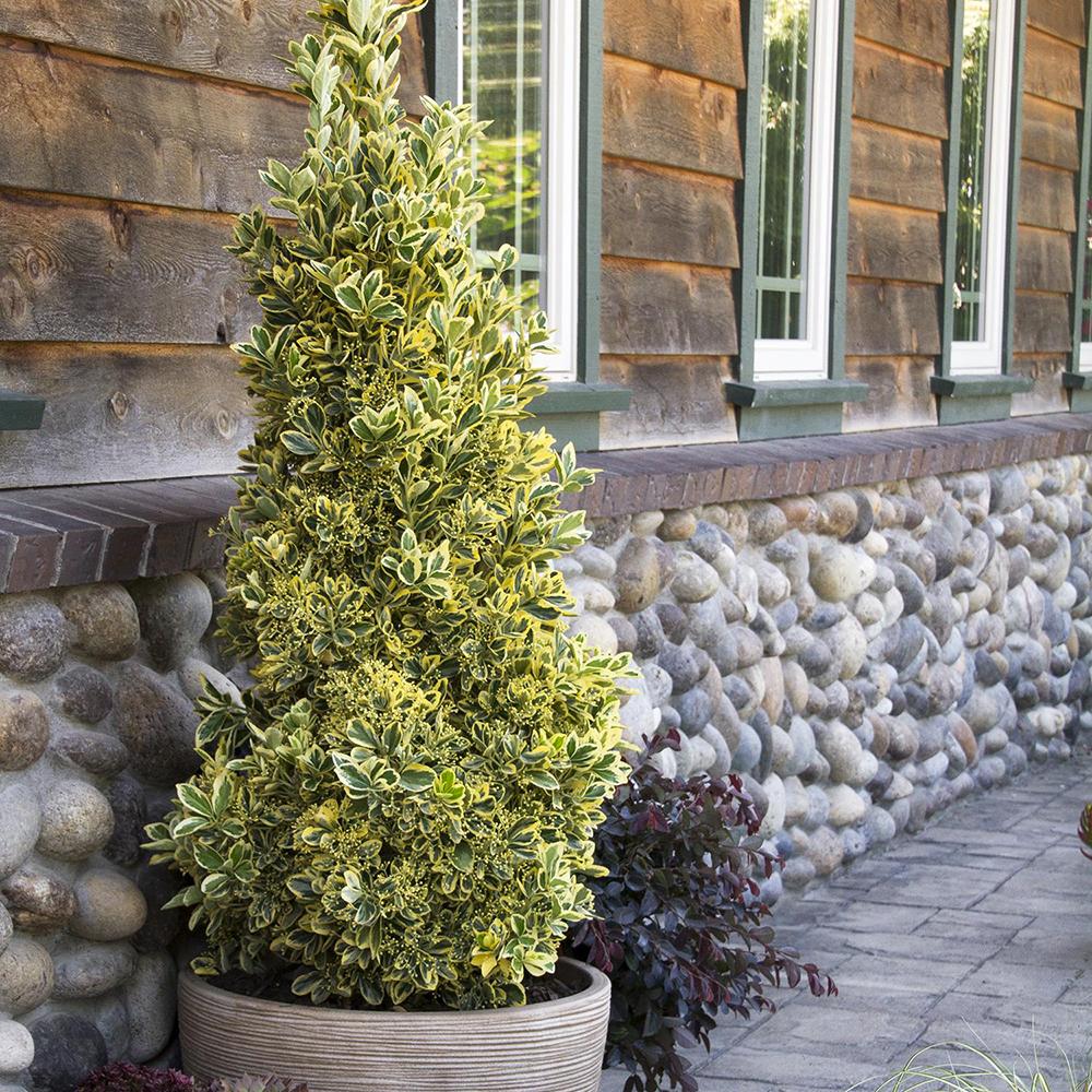 Salba Japoneza Euonimus Japonicus Aureus