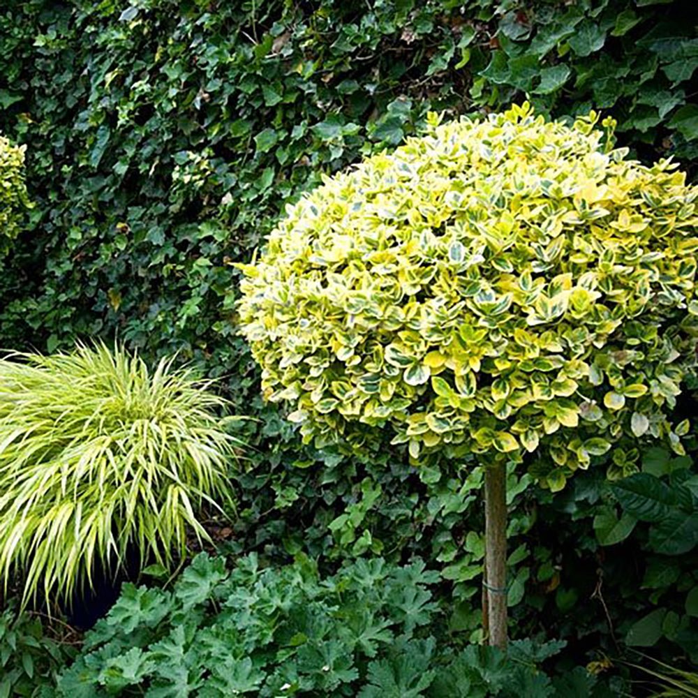 Salba Japoneza Euonimus Japonicus Aureus - Tip Copac