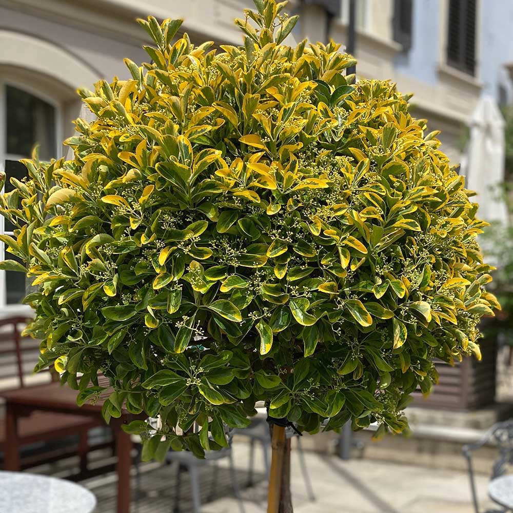 Salba Japoneza Euonimus Japonicus Aureus - Tip Copac