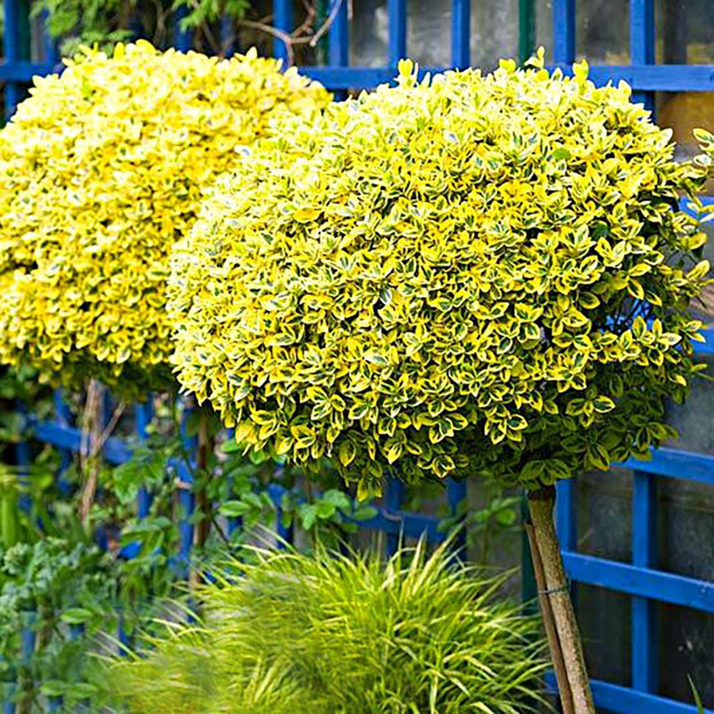 Salba Japoneza Euonimus Japonicus Aureus - Tip Copac