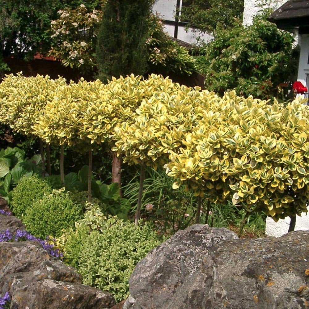 Salba Japoneza Euonimus Japonicus Aureus - Tip Copac