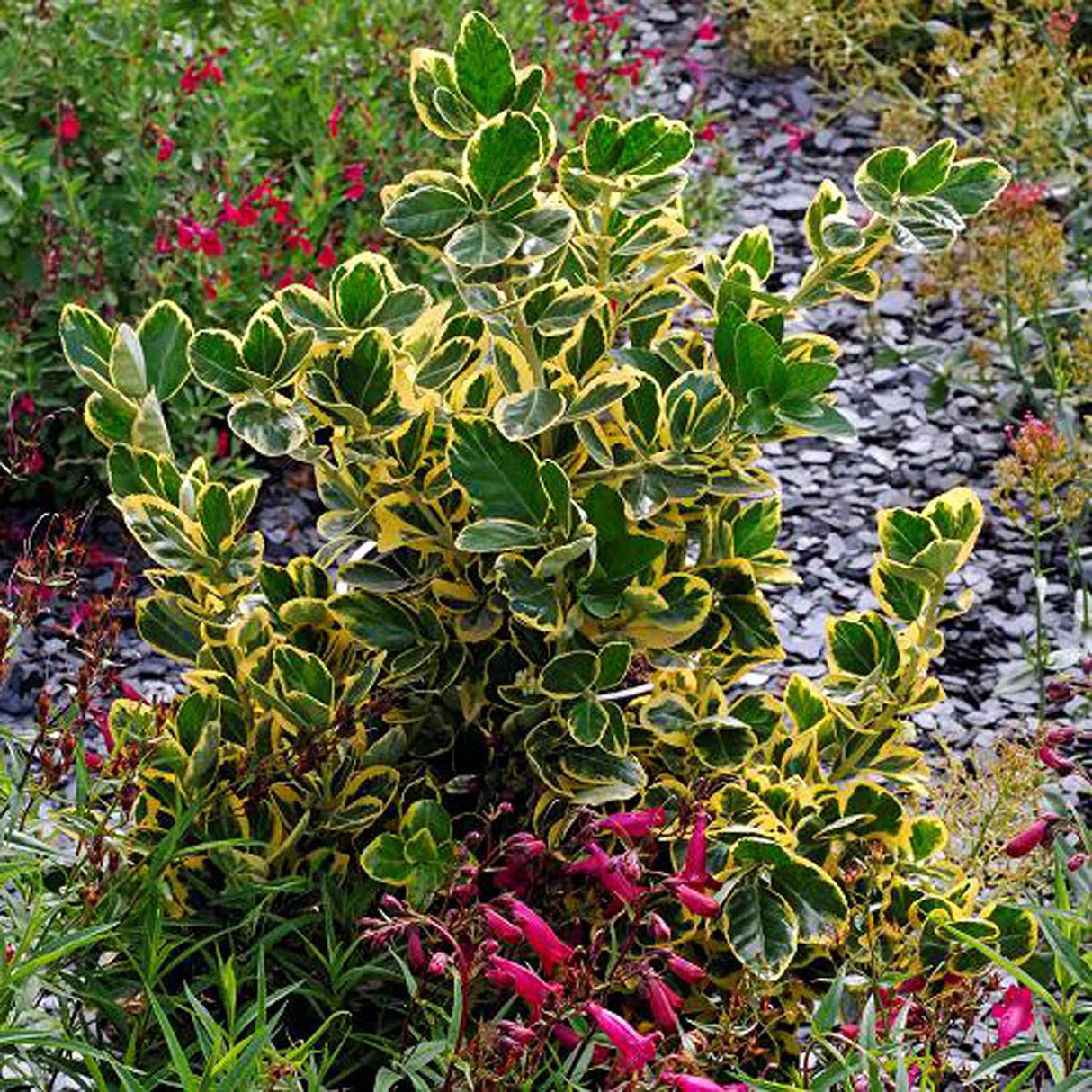 Salba Japoneza Euonimus Marieke