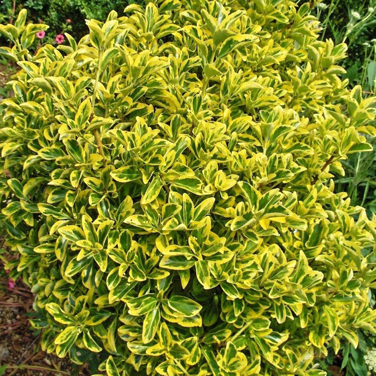 Salba Japoneza Euonimus Marieke