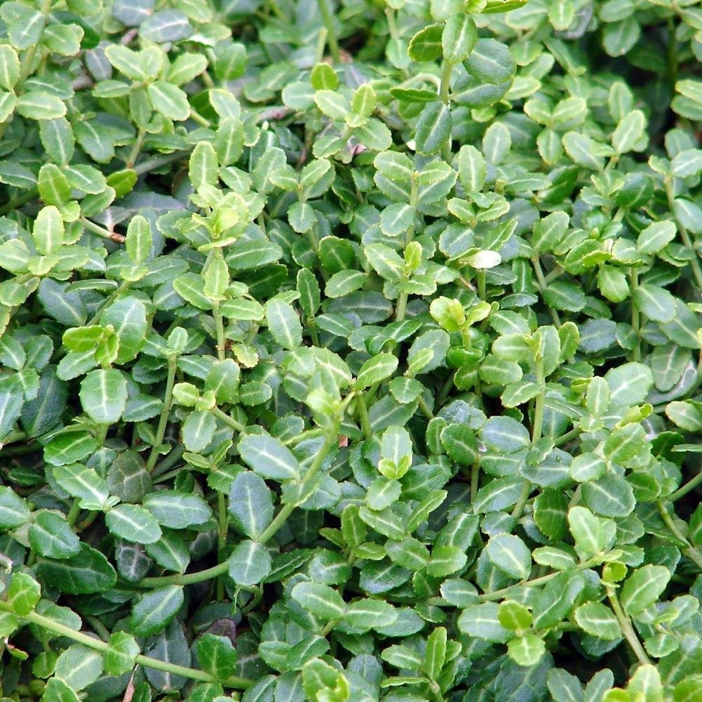 Salba Japoneza Euonimus Minimus