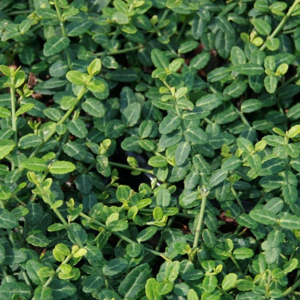 Salba Japoneza Euonimus Minimus