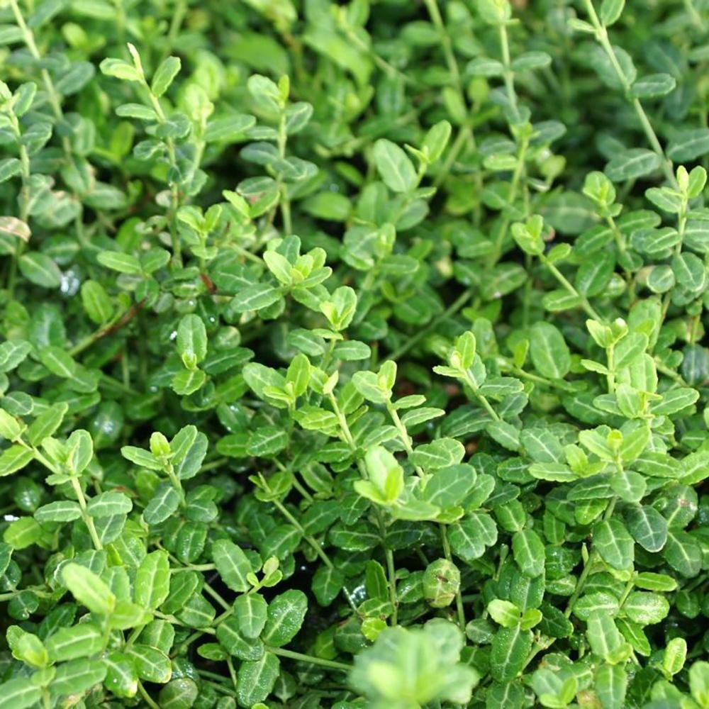 Salba Japoneza Euonimus Minimus