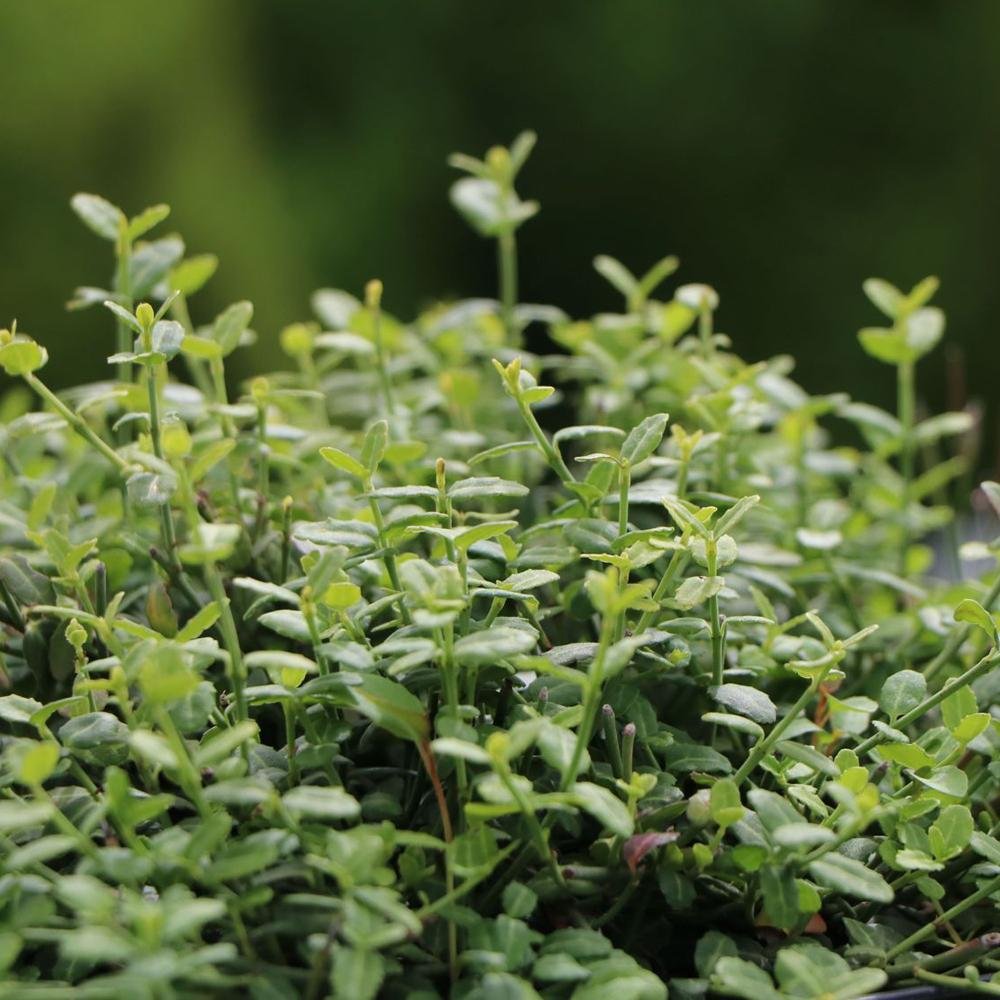 Salba Japoneza Euonimus Minimus