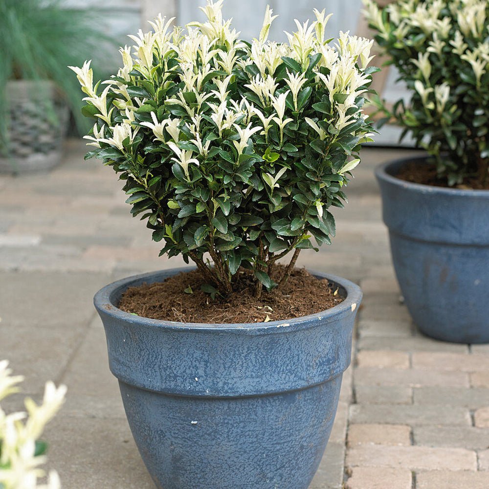 Salba Japoneza Euonimus Paloma Blanca